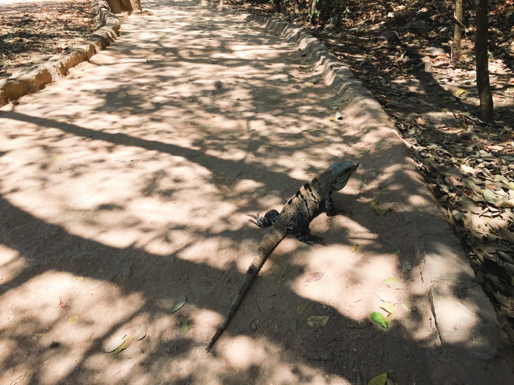 lizards at Tulum Ruins